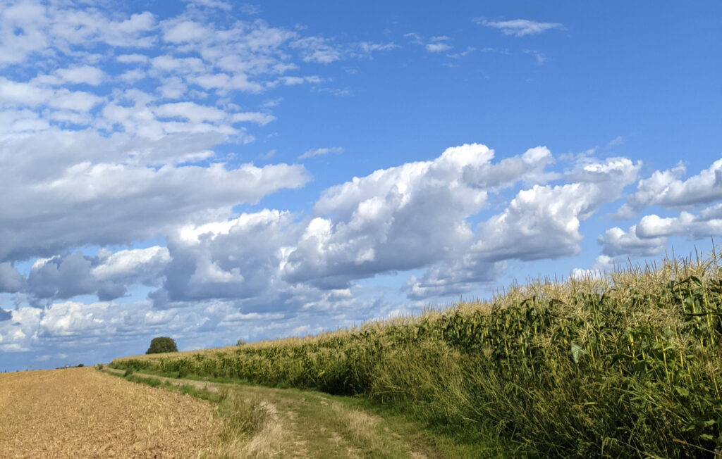 spaziergangfeldweg scaled 1