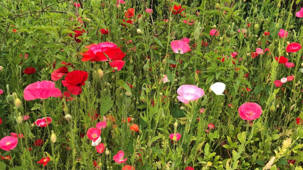 Mohnblumen Frauen scaled 1