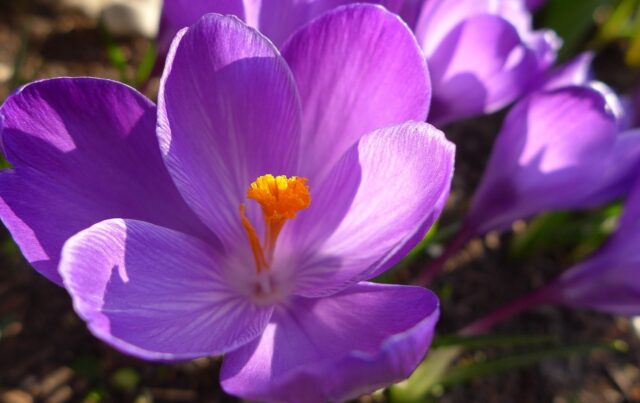 crocus-725206_1280