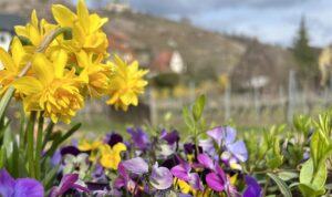 Regionalgruppe Dresden Frühling