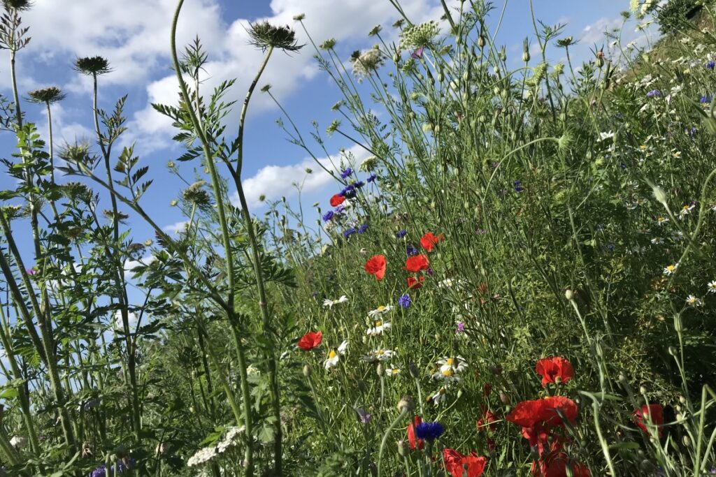 Veranstaltung Ramona Online Elternbegegnung