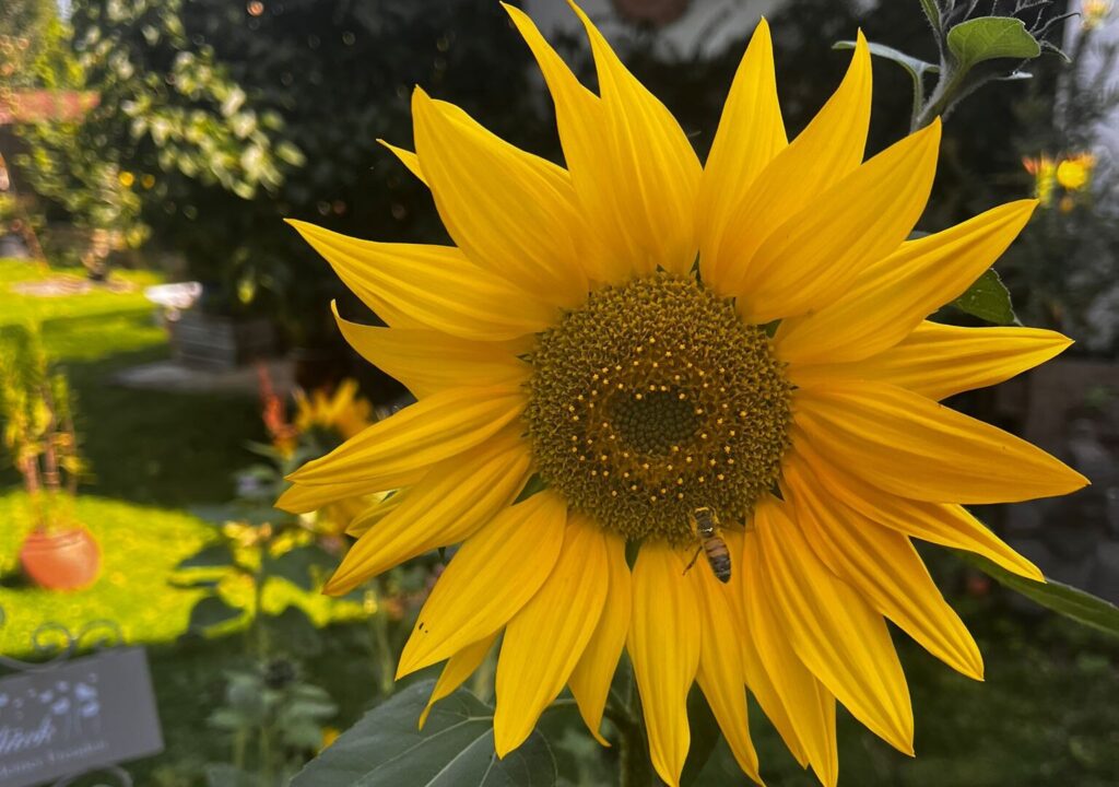 IMG 20250810 WA0000 e1758432430605